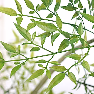 Artificial Potted Green Nandina Floor Standing Ornaments (Green)