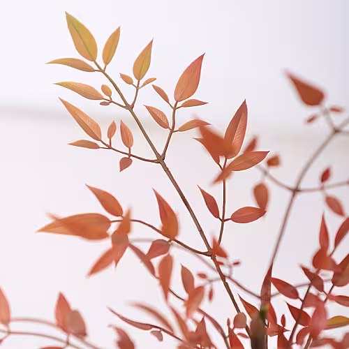 Artificial Potted Red Nandina Floor Standing Ornaments (Red)
