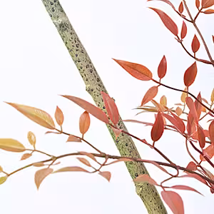 Artificial Potted Red Nandina Floor Standing Ornaments (Red)