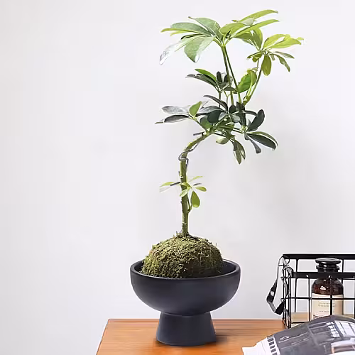 Modern Decorative Pedestal Bowl Vase (Black)