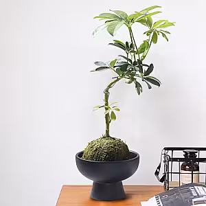 Modern Decorative Pedestal Bowl Vase (Black)